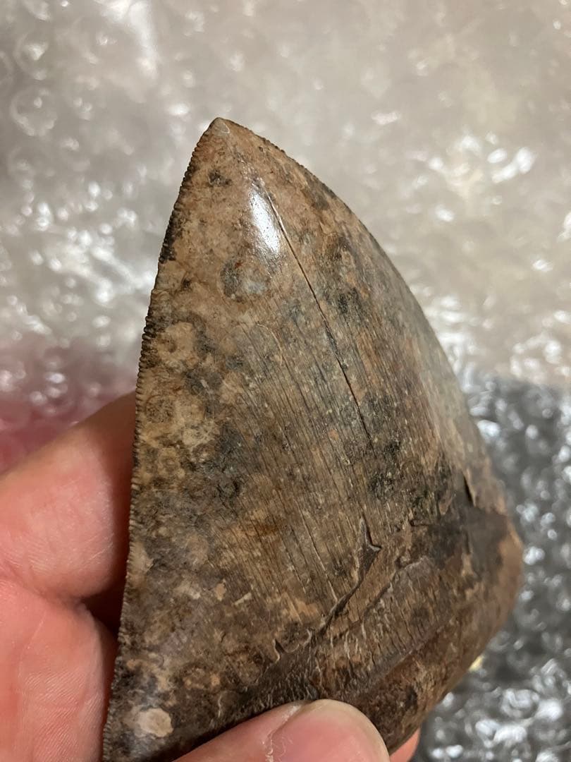 メガロドン　歯化石