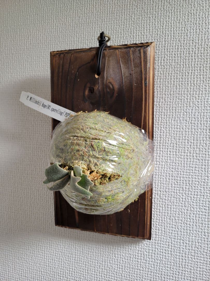 ビカクシダ Platycerium willinckii Angel #1 spored