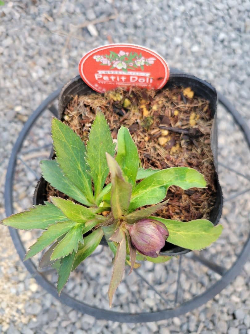 原種交配系　プチドール　シングル　クリスマスローズ