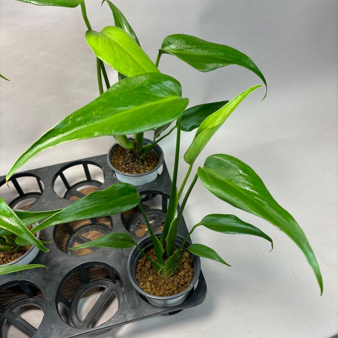 ぴ*く様 5株ms51セットモンステラ バールマルクスフレーム