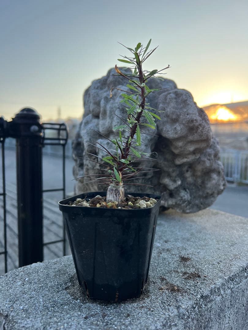 フォークイエリア　プルプシー　2025年産　沖縄実生株