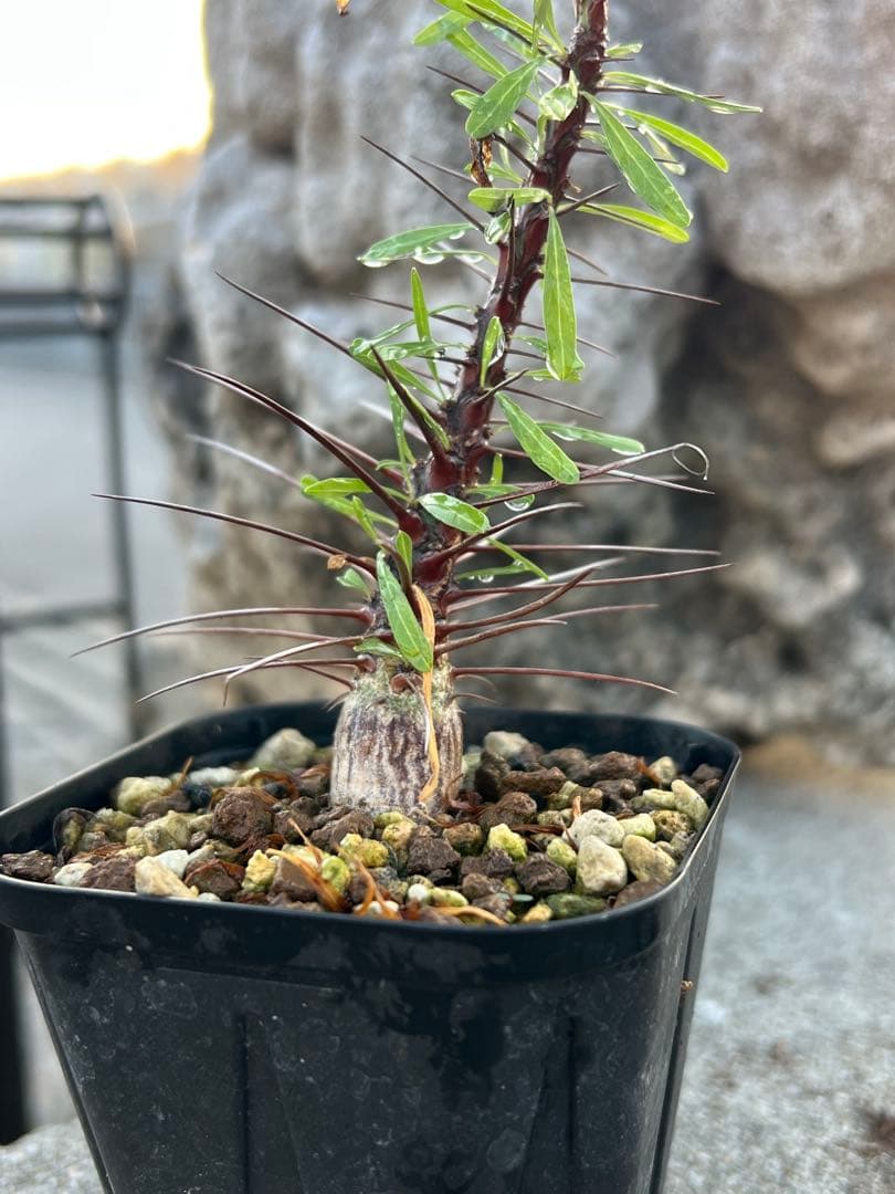 フォークイエリア　プルプシー　2025年産　沖縄実生株