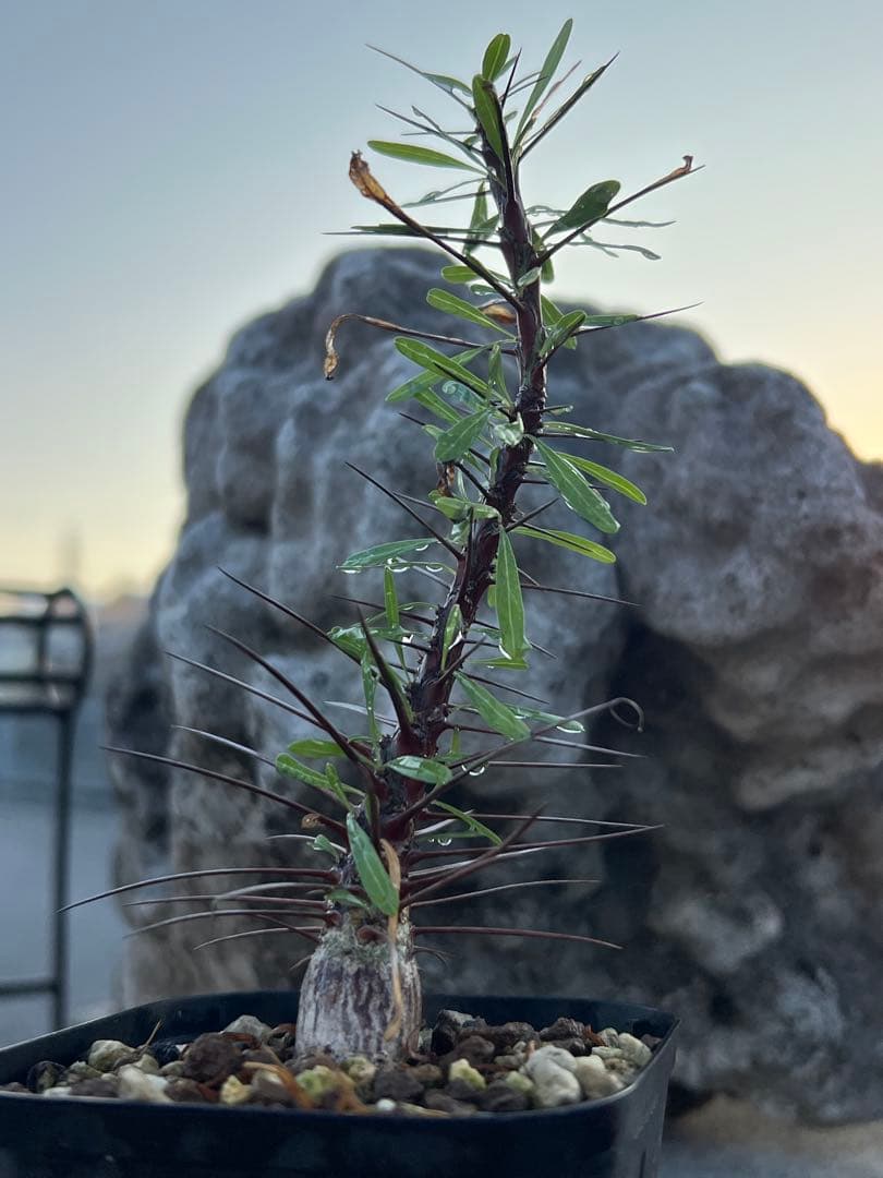 フォークイエリア　プルプシー　2025年産　沖縄実生株