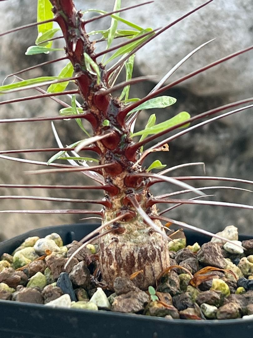 フォークイエリア　プルプシー　2025年産　沖縄実生株