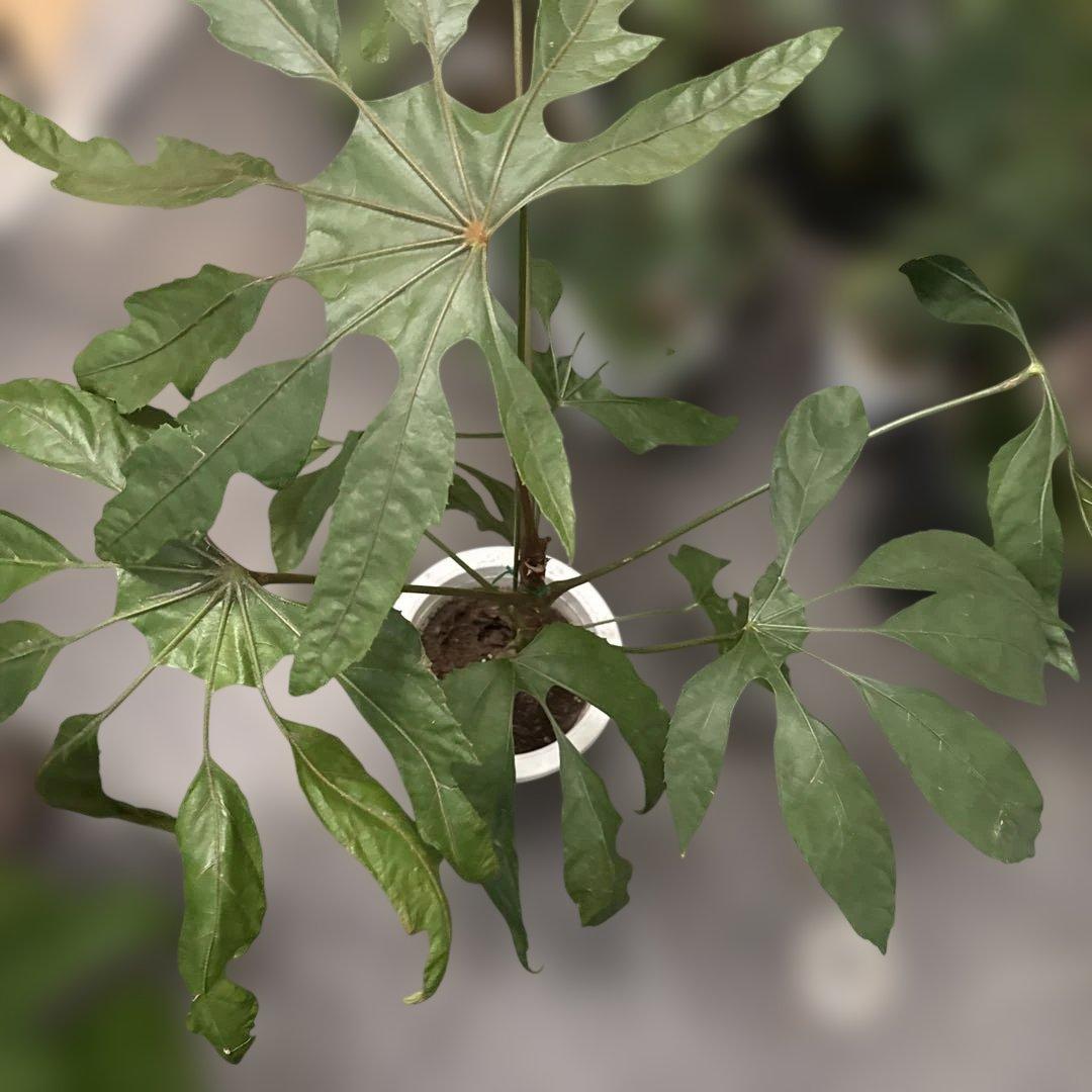 希少★ 入荷〜☆ トラベシア　トレベシア パルマータ　7号　観葉植物 760