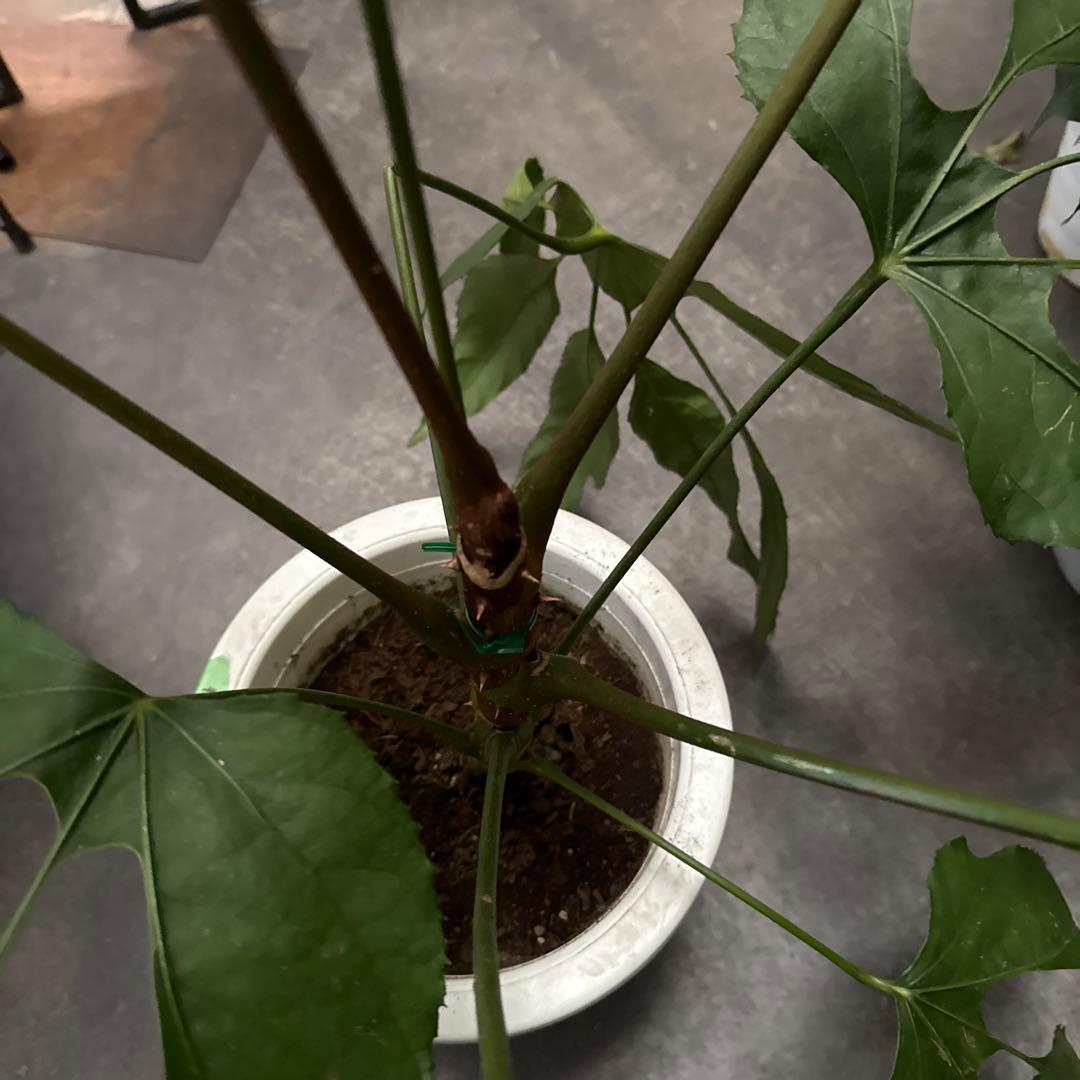 希少★ 入荷〜☆ トラベシア　トレベシア パルマータ　7号　観葉植物 760