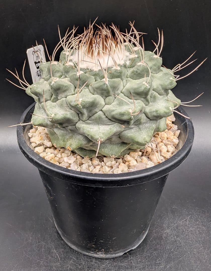 1*o様 菊水 大型タイプ国内実生 鉢植え メルカリ便送料込み