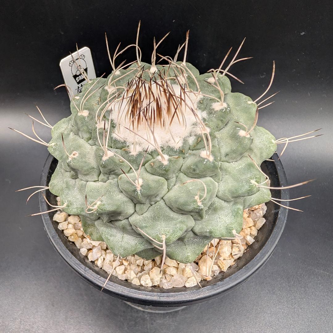 1*o様 菊水 大型タイプ国内実生 鉢植え メルカリ便送料込み