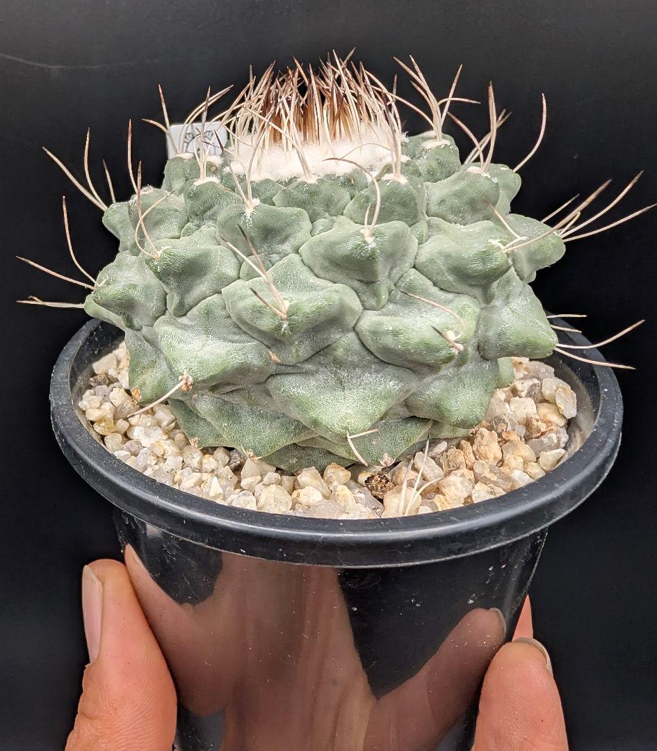 1*o様 菊水 大型タイプ国内実生 鉢植え メルカリ便送料込み