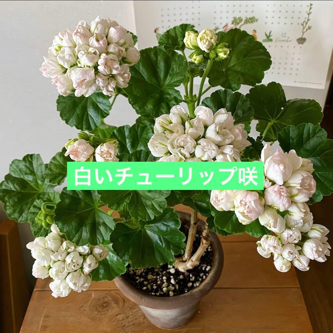 Flowerflower　白いチューリップ咲ゼラニウム　珍しいゼラニウム苗