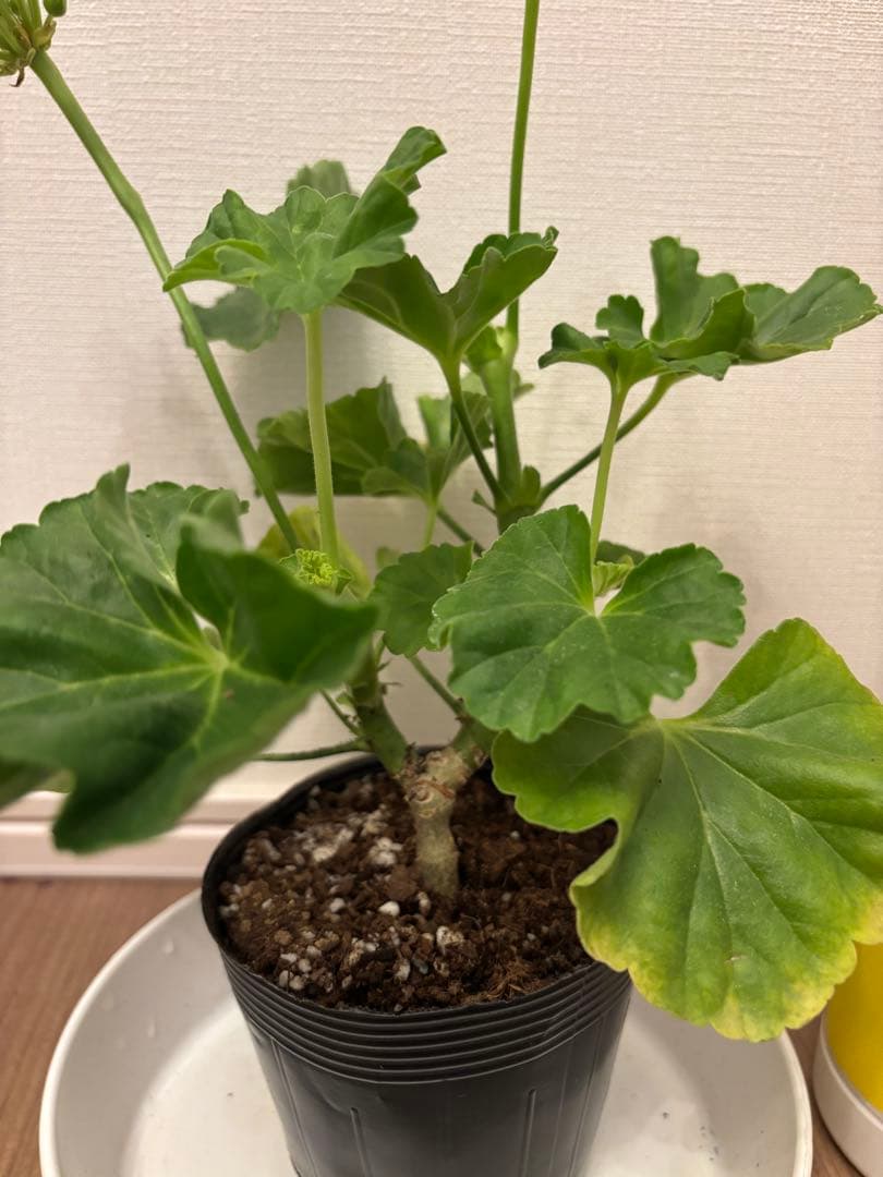 Flowerflower　白いチューリップ咲ゼラニウム　珍しいゼラニウム苗