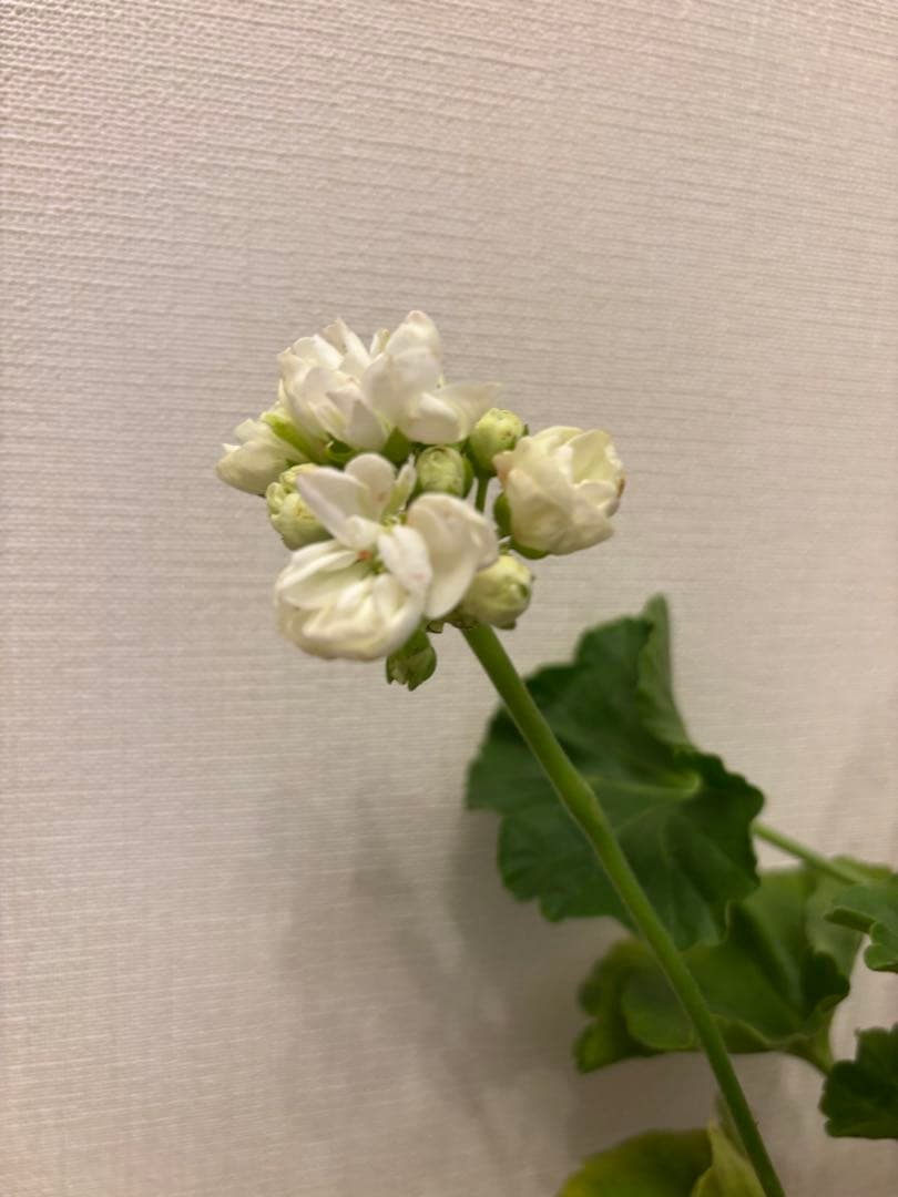 Flowerflower　白いチューリップ咲ゼラニウム　珍しいゼラニウム苗