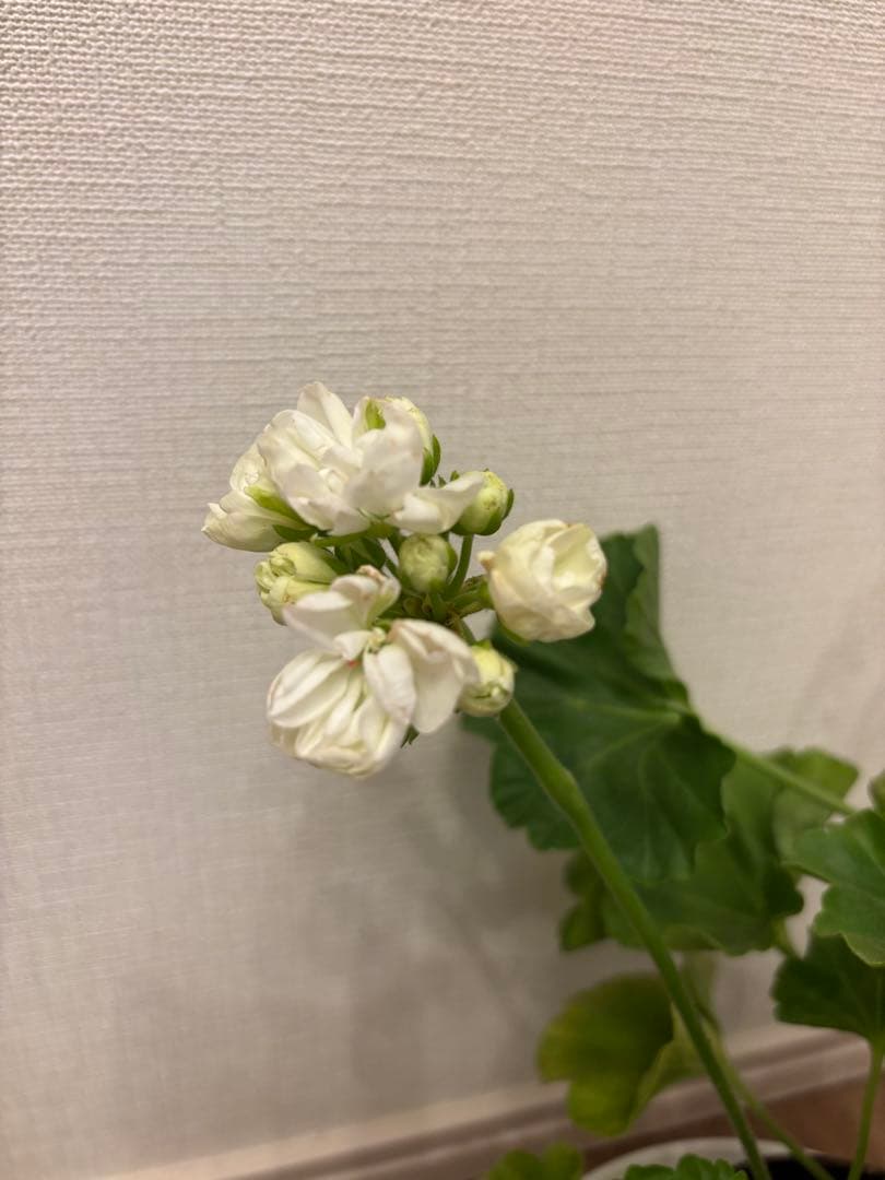 Flowerflower　白いチューリップ咲ゼラニウム　珍しいゼラニウム苗