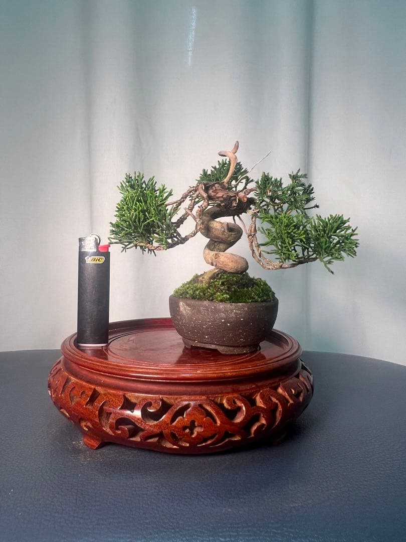 真柏　ミニ盆栽