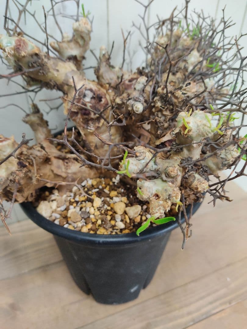 bon25ページ　Q008、H024チレコドン レティキュラータス 万物想