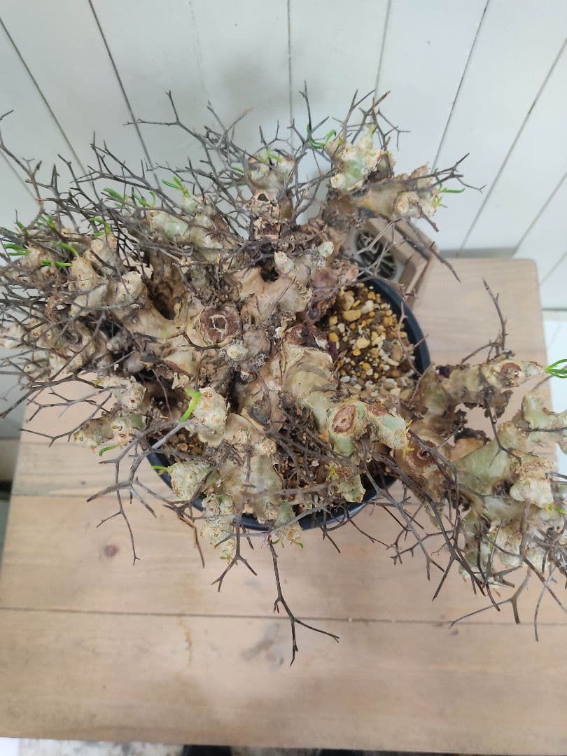 bon25ページ　Q008、H024チレコドン レティキュラータス 万物想