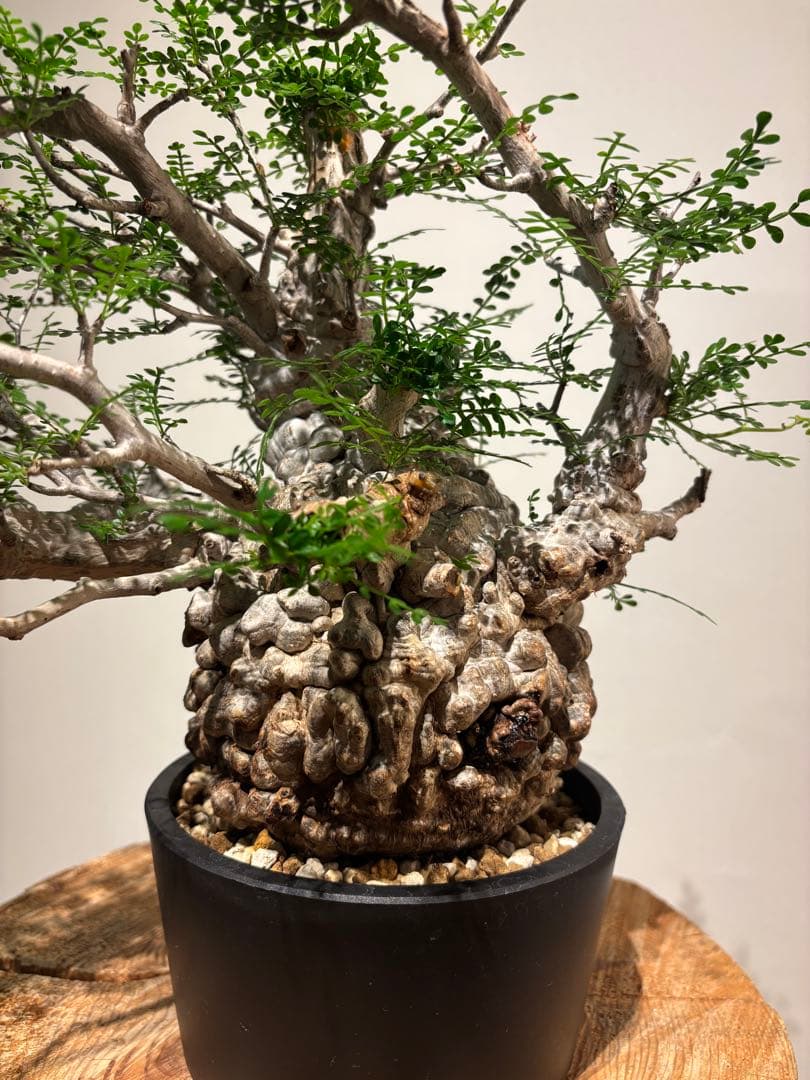 超美肌　雌株　ボコ肌　白肌　オペルクリカリア　パキプス　塊根植物