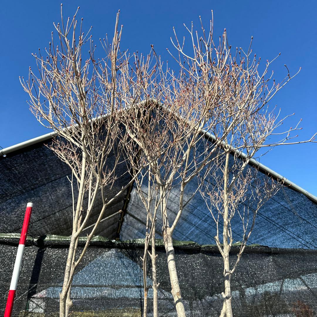 《お引き取り/本州配送可》特大極上株/ドウダンツツジ【現品限り】6