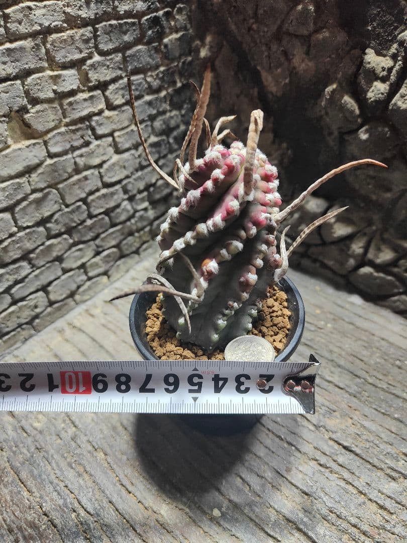 サボテン　奇厳大鳳玉　激レア