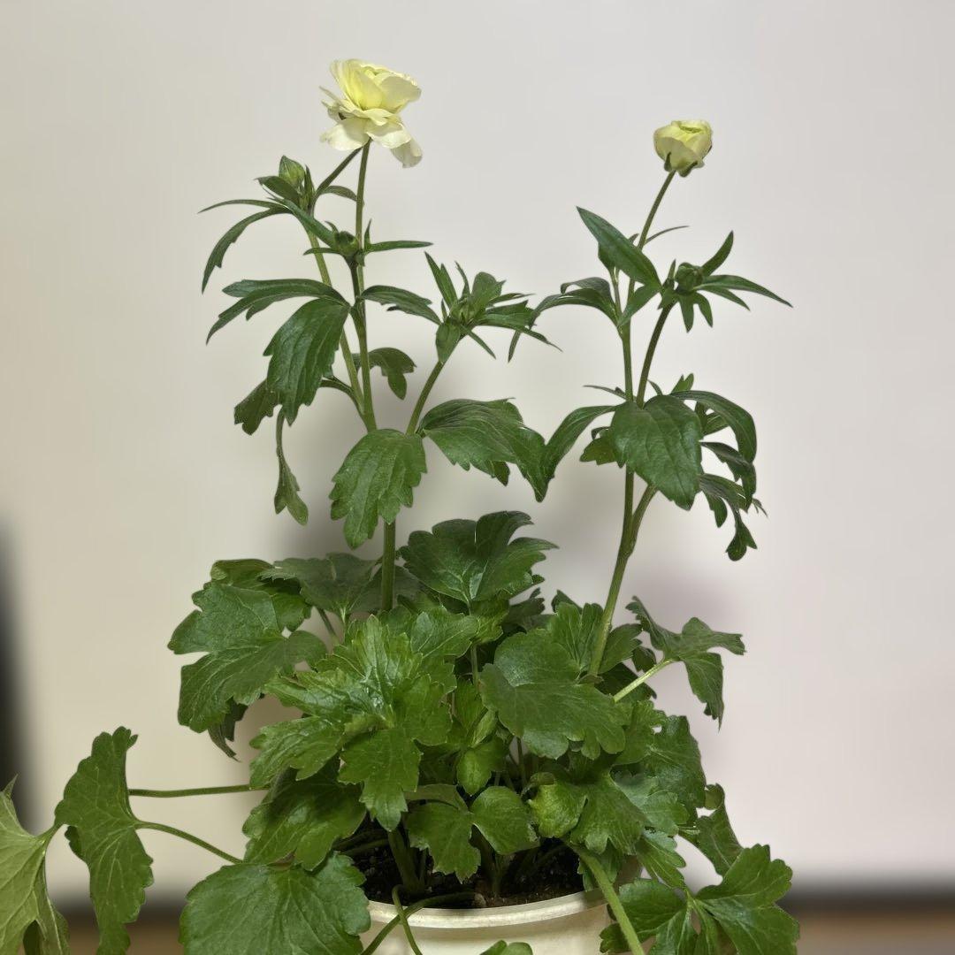 ジャスミンラナンキュラスラックス　グレーシス❤️ベスタリス