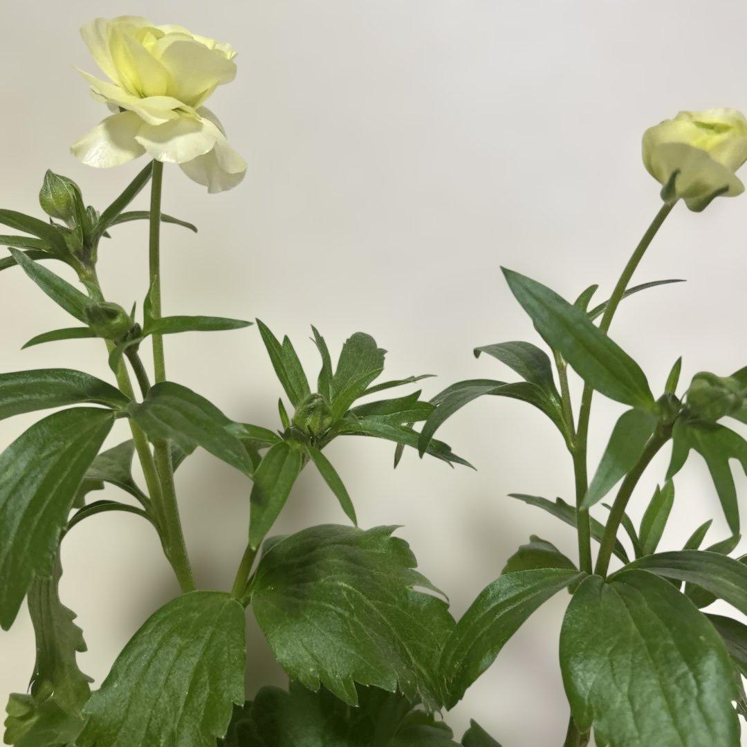 ジャスミンラナンキュラスラックス　グレーシス❤️ベスタリス