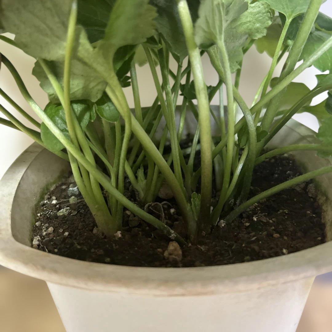 ジャスミンラナンキュラスラックス　グレーシス❤️ベスタリス