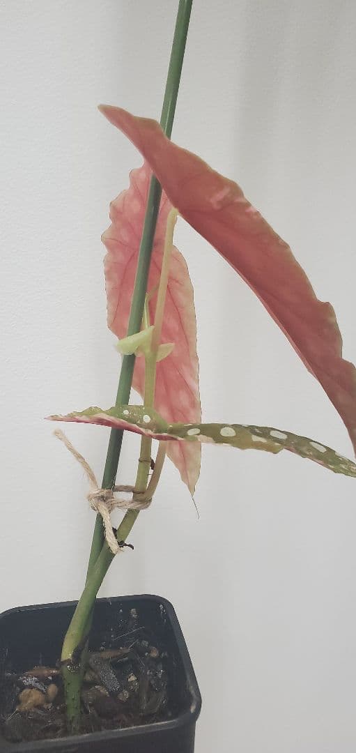 ベゴニア・マクラータ斑入り株の出品です。