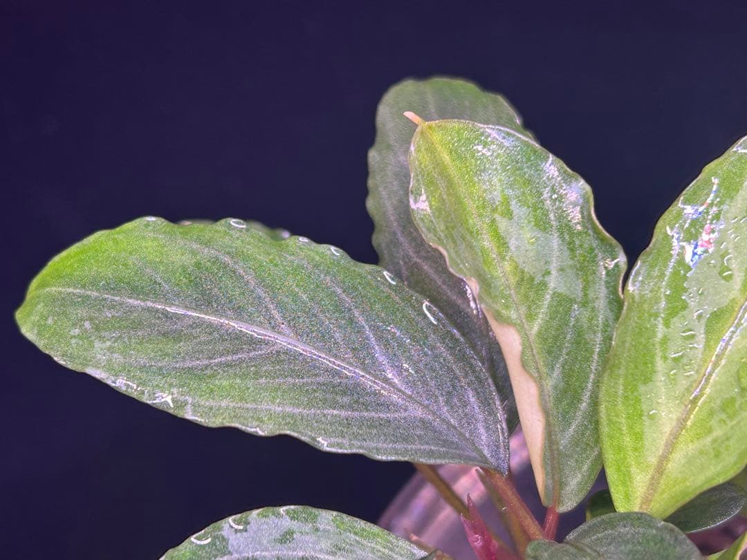 【TB便】Bucephalandra sp.Pearl gray 群生水上育成株