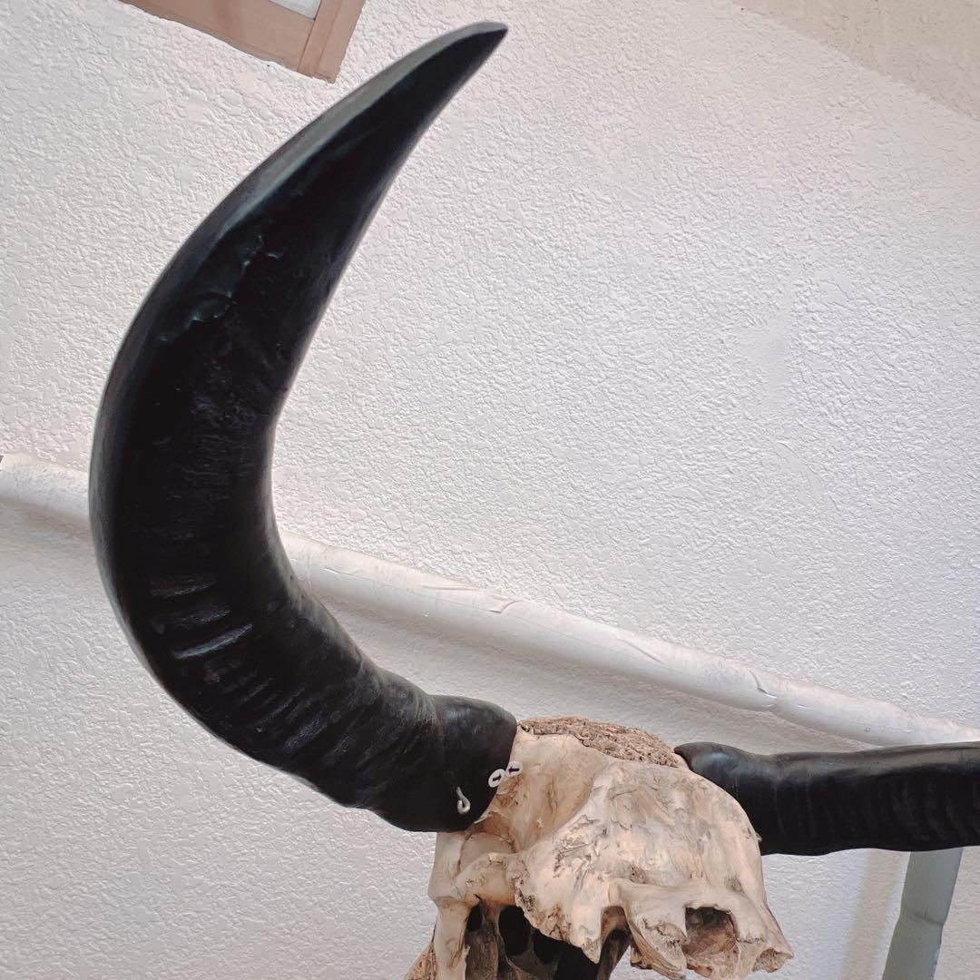バッファロースカル　牛頭蓋骨　壁掛け彫像