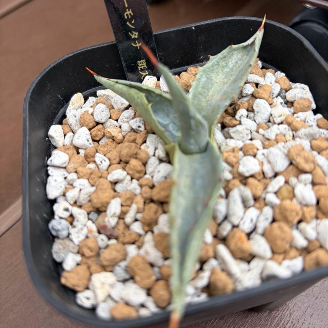 アガベ　激レア　ジェントリーモンタナ縞斑