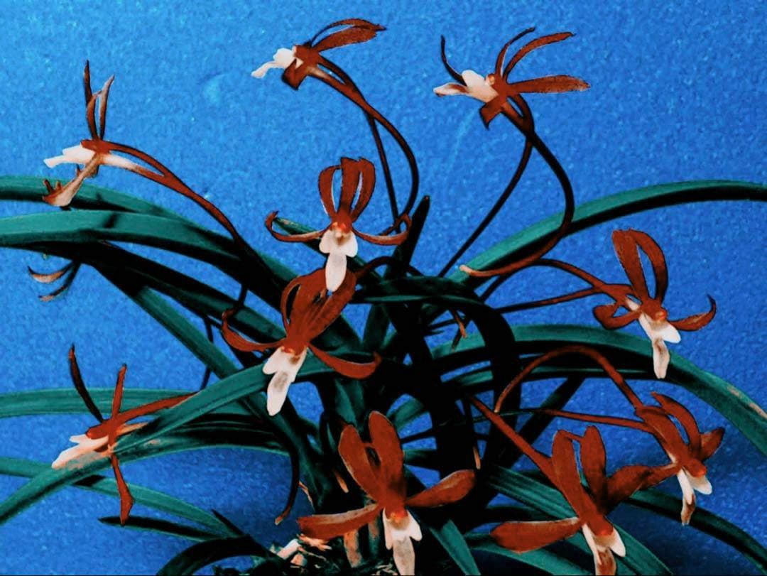 エンジェル様 リクエスト 4点 まとめ商品