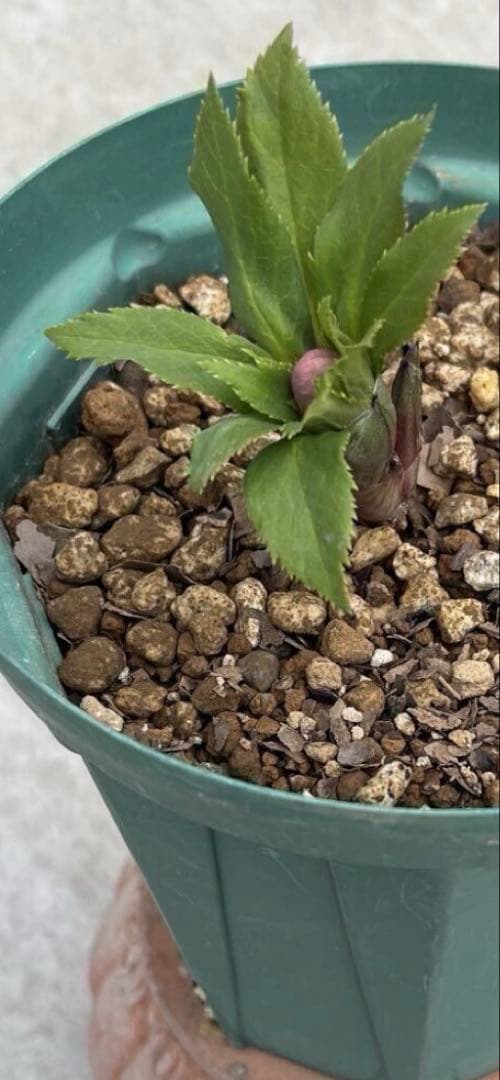 クリスマスローズ　ヨシノ　よしの