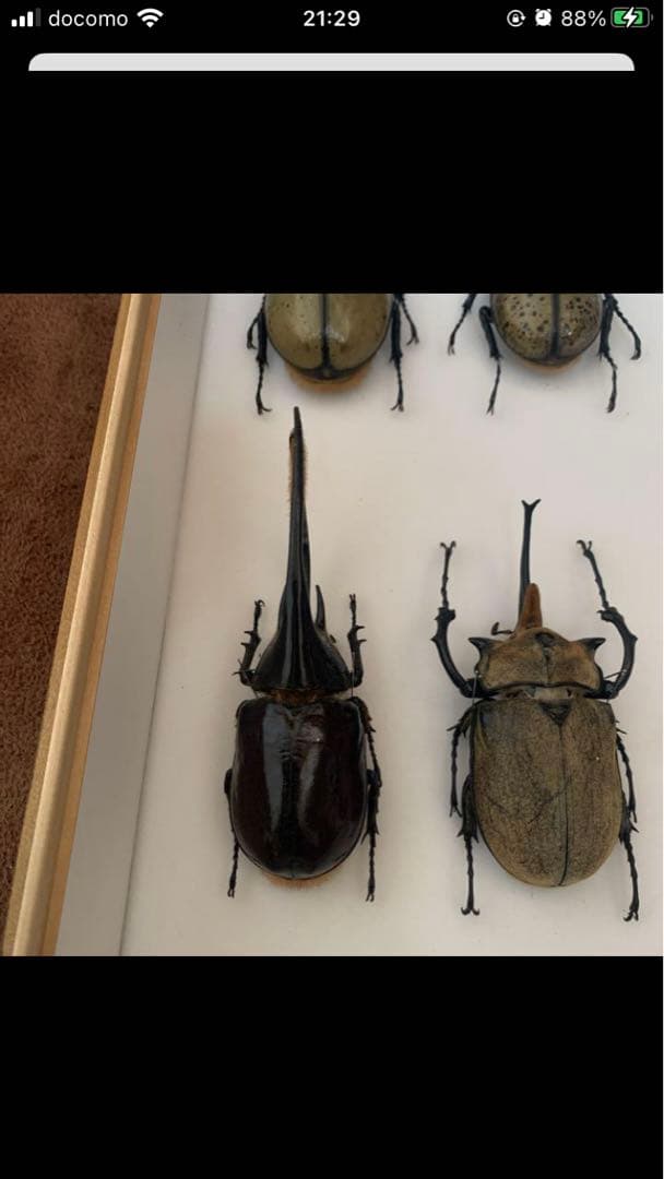 ネプチューンオオカブト♂野外品標本