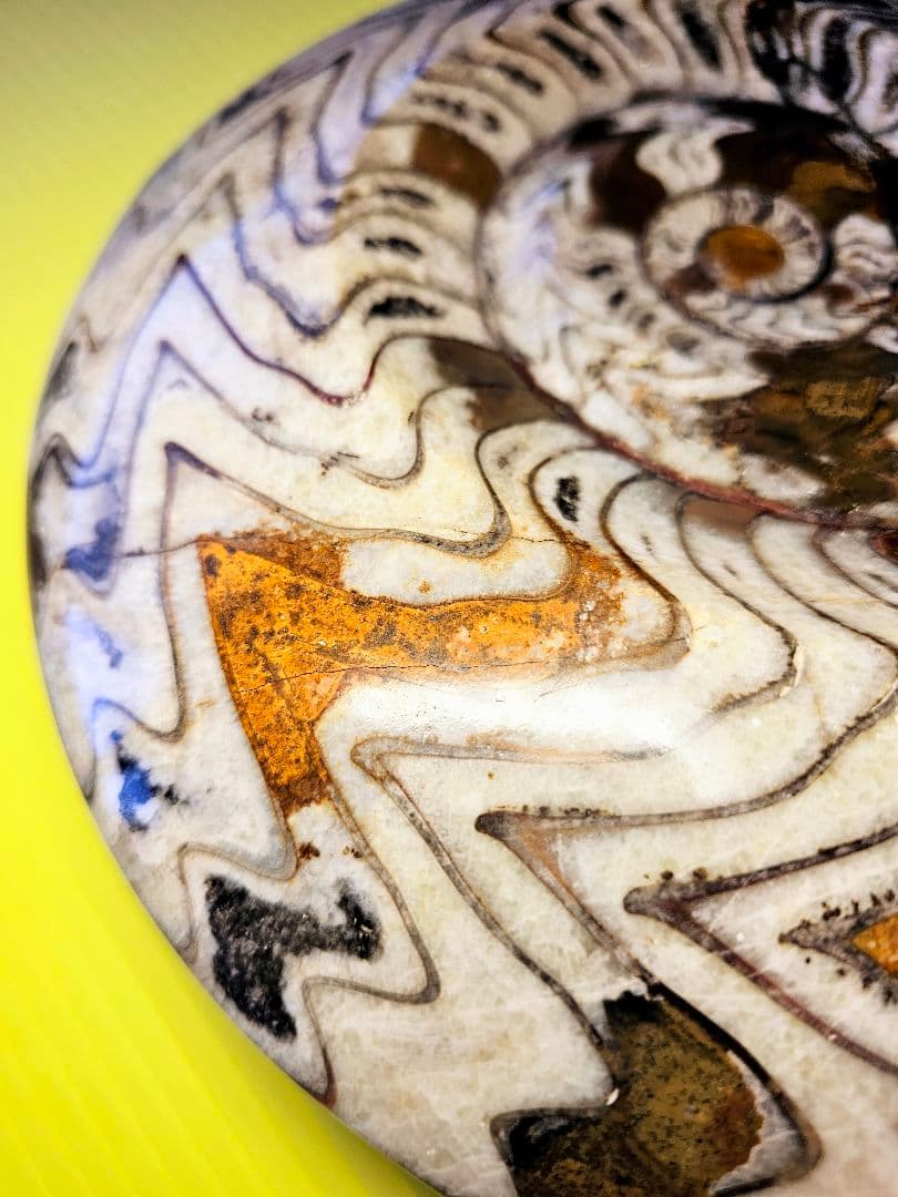 約4億年以上前‼️超希少✡️ゴニアタイト