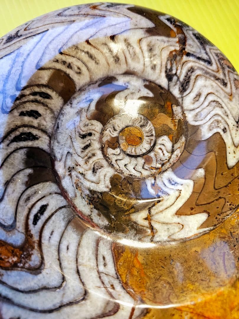 約4億年以上前‼️超希少✡️ゴニアタイト