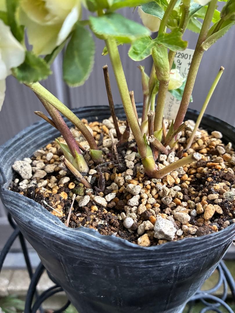 ♡開花中♡DD多弁ホワイト整形花　横向き充実株