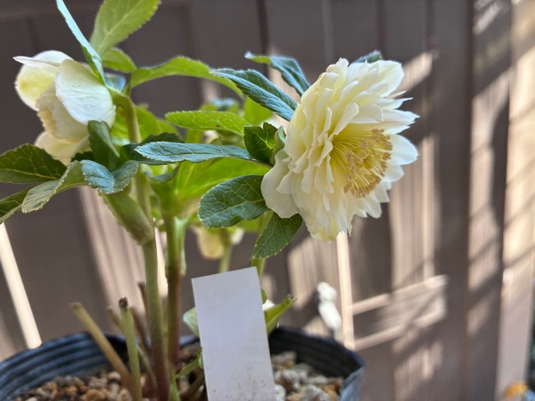 ♡開花中♡DD多弁ホワイト整形花　横向き充実株