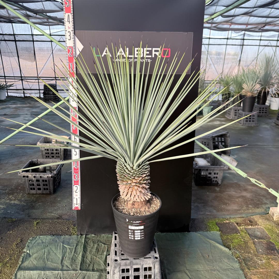 か*ず様 【AL1130】ユッカ　リギダ