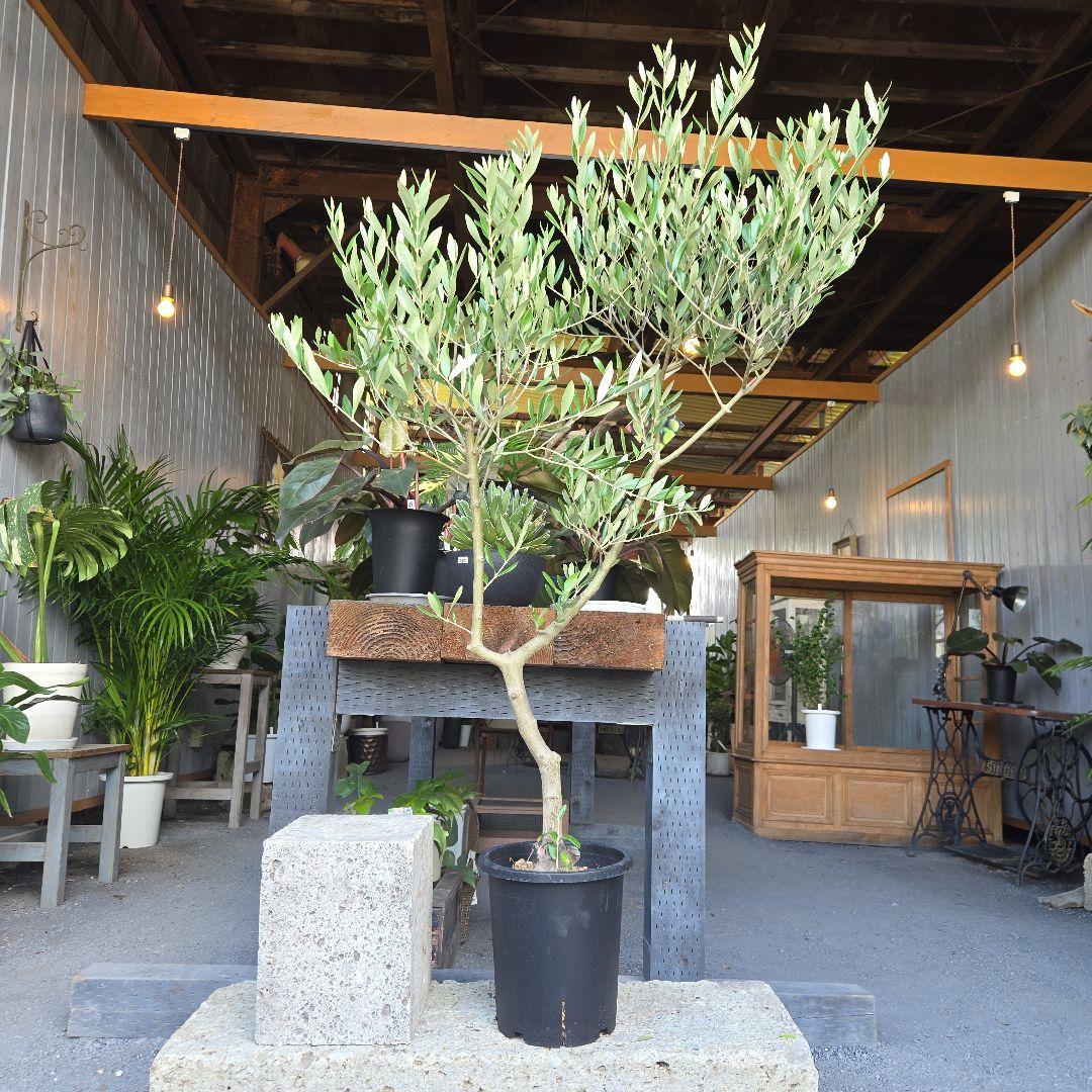 ⑫　オリーブの木souju　『ミッション』８号　特大苗木最高等級極上品‼️