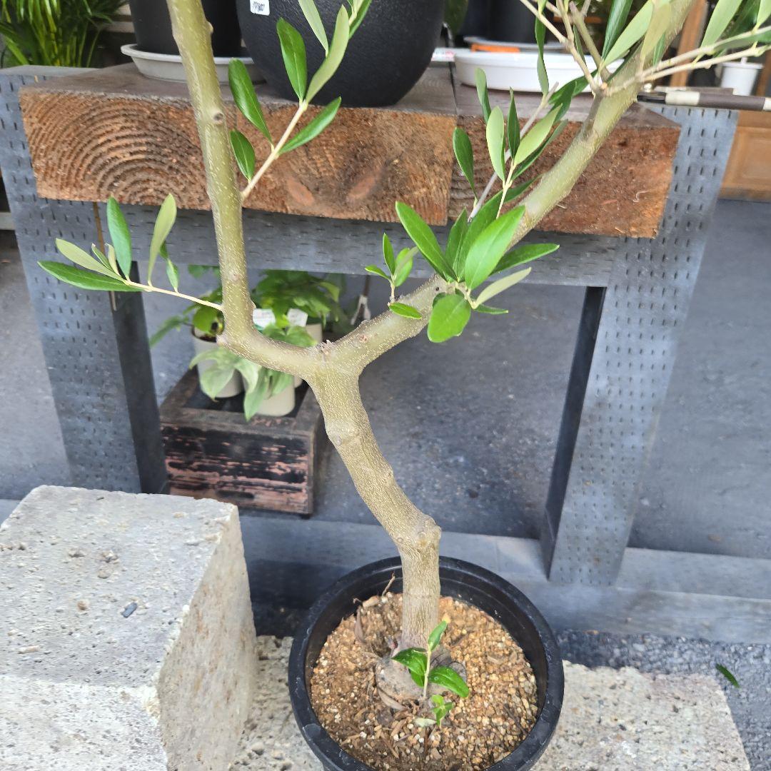 ⑫　オリーブの木souju　『ミッション』８号　特大苗木最高等級極上品‼️