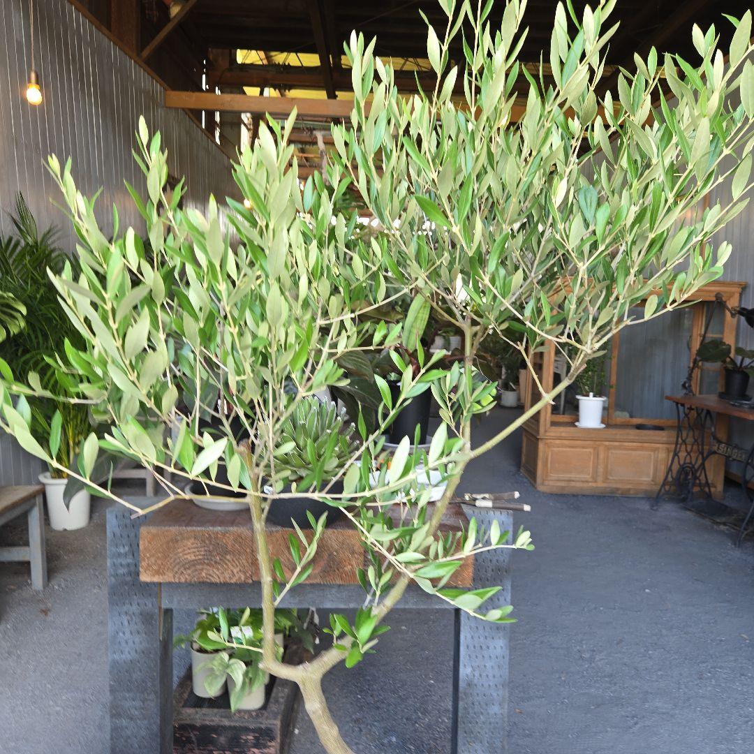 ⑫　オリーブの木souju　『ミッション』８号　特大苗木最高等級極上品‼️