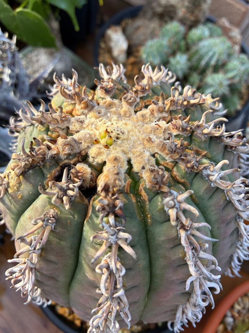 【アビス】短刺天平丸　狂刺タイプ　特大株　親株　鉢のまま発送