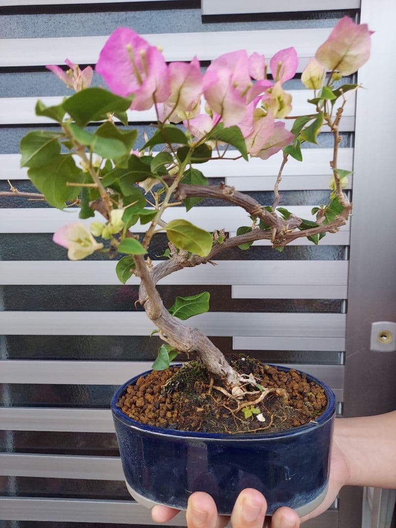 ブーゲンビリア盆栽