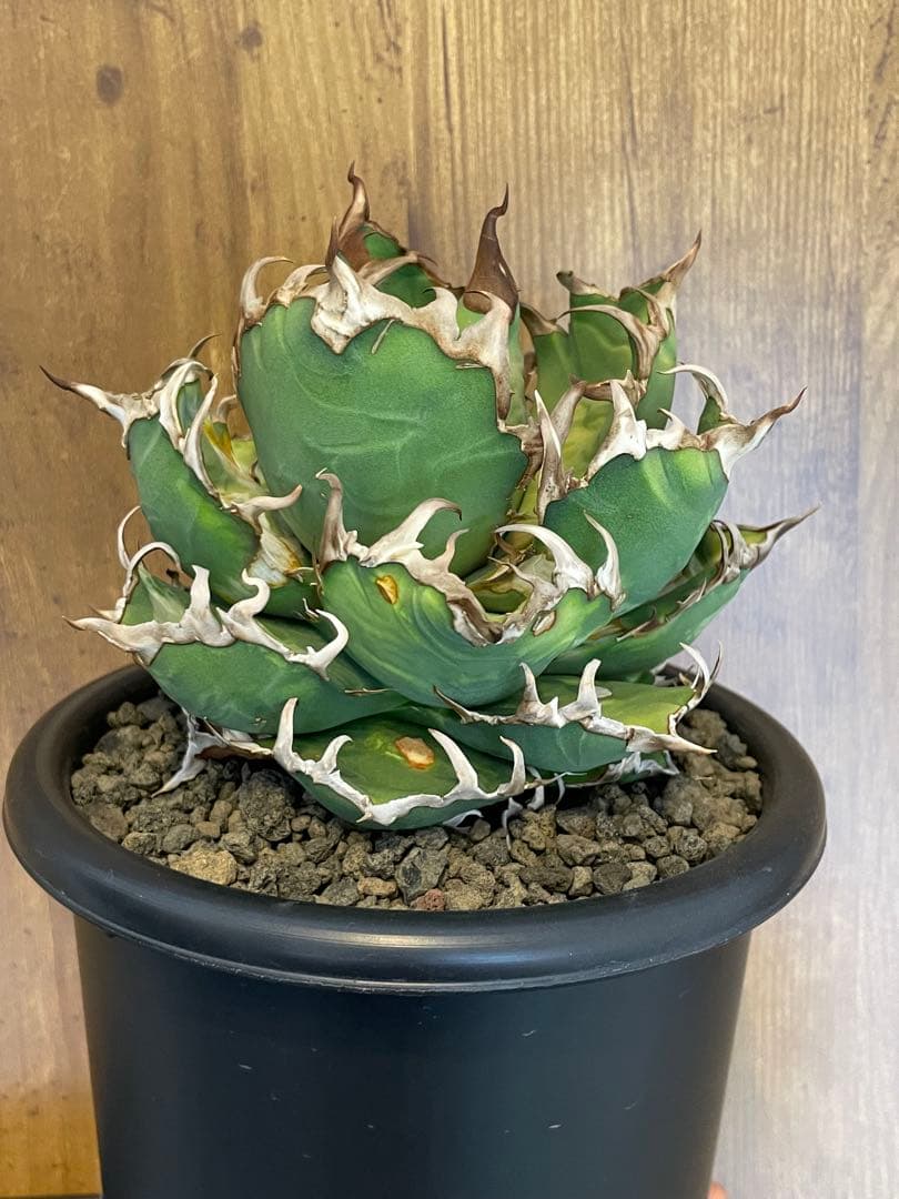 Agave titanota シーザー　大株　コレクション株　葉焼け