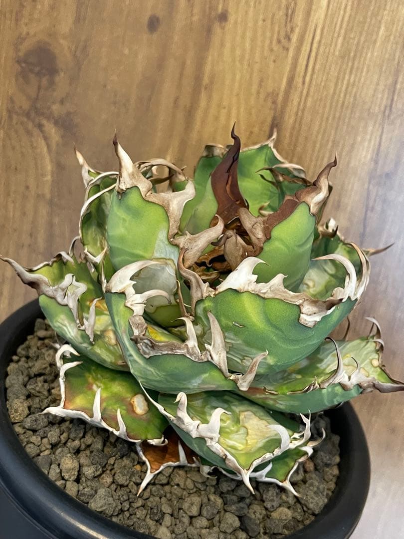 Agave titanota シーザー　大株　コレクション株　葉焼け