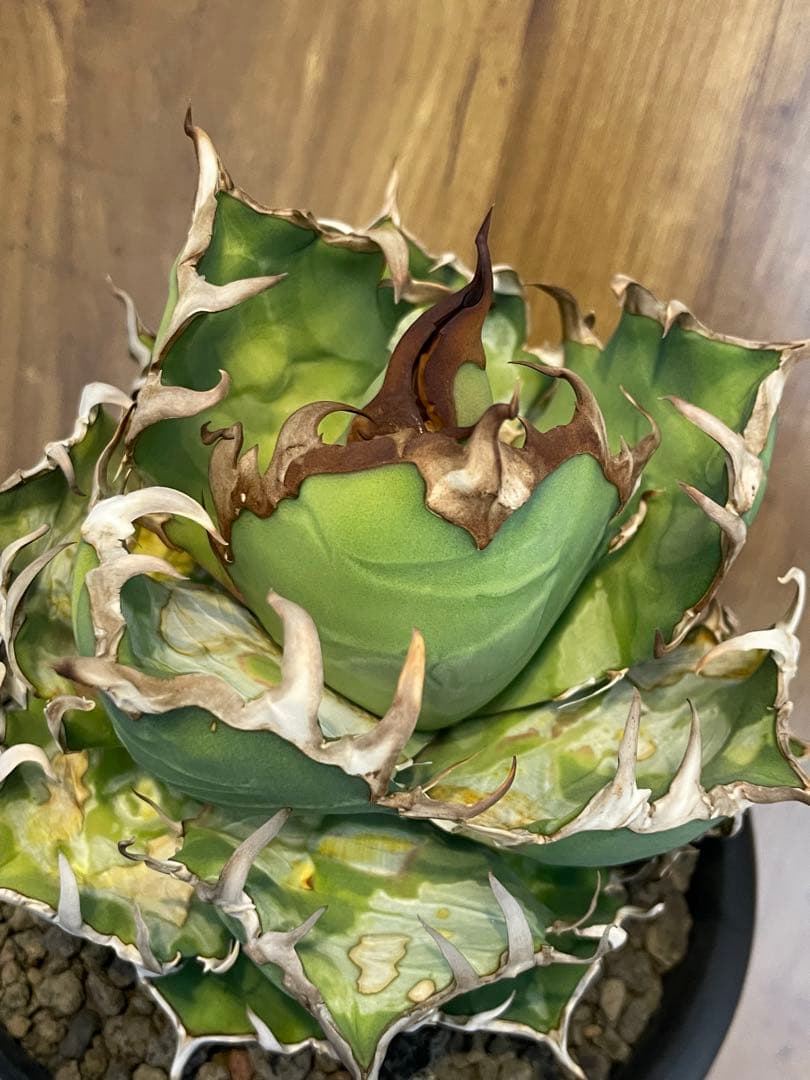 Agave titanota シーザー　大株　コレクション株　葉焼け
