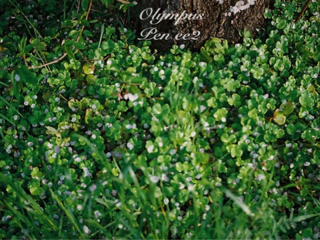 ★フィルム入門に！★オリンパスpen ee2 ★リザード本革グリーン★初期保証付