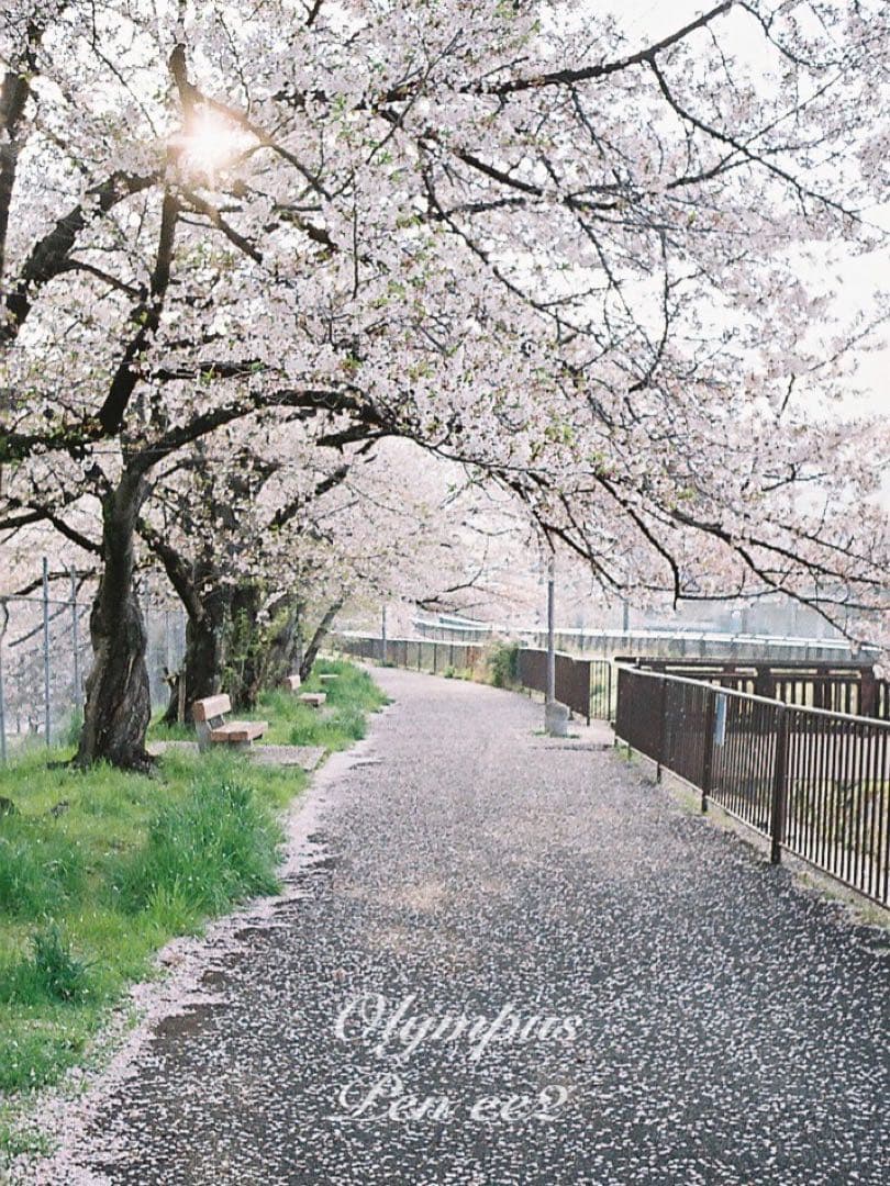 ★フィルム入門に！★オリンパスpen ee2 ★リザード本革グリーン★初期保証付