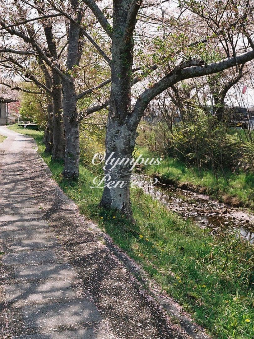 ★フィルム入門に！★オリンパスpen ee2 ★リザード本革グリーン★初期保証付