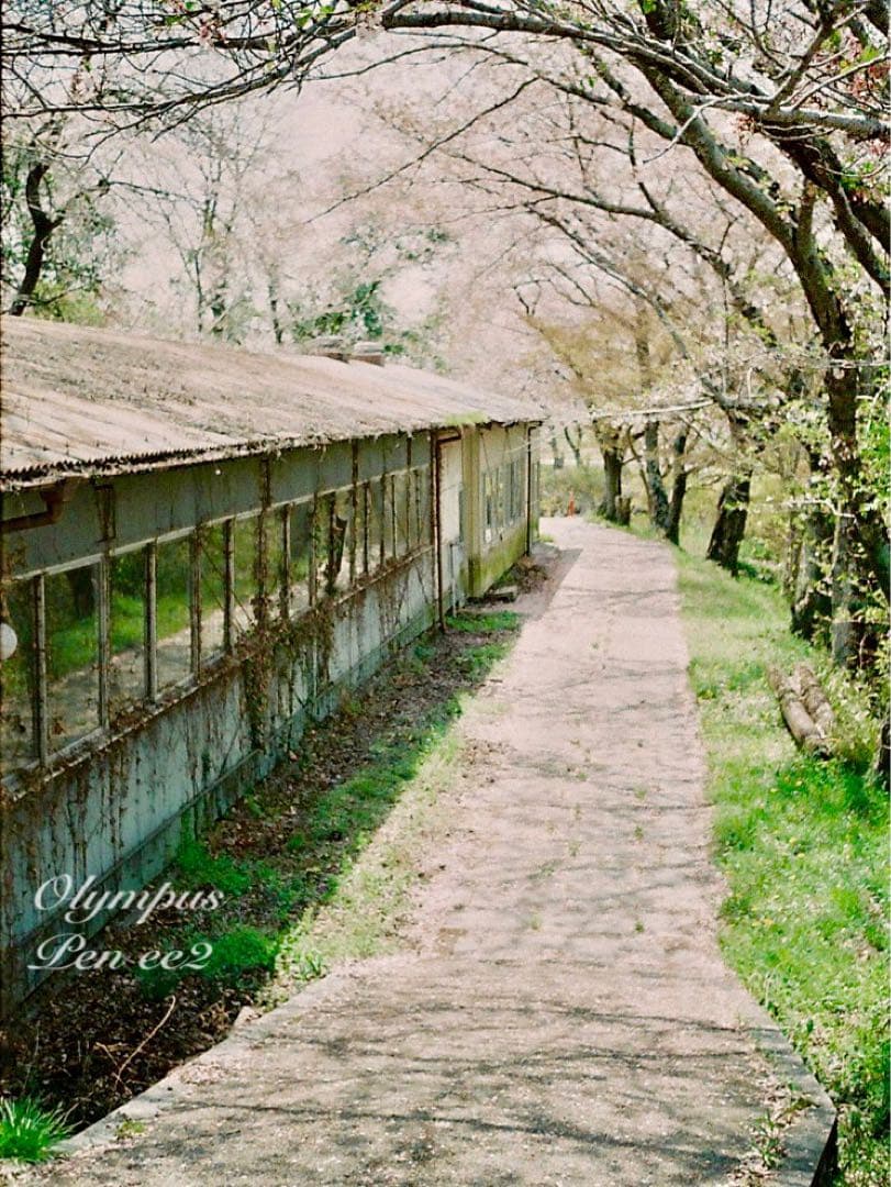 ★フィルム入門に！★オリンパスpen ee2 ★リザード本革グリーン★初期保証付